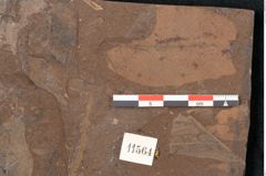Foto (Detailansicht) von Plantae indet.  (NHMW-GEO-2024-0188-11564)